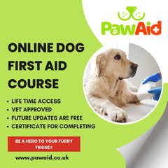 Vet-Approved Online Pet First Aid Course