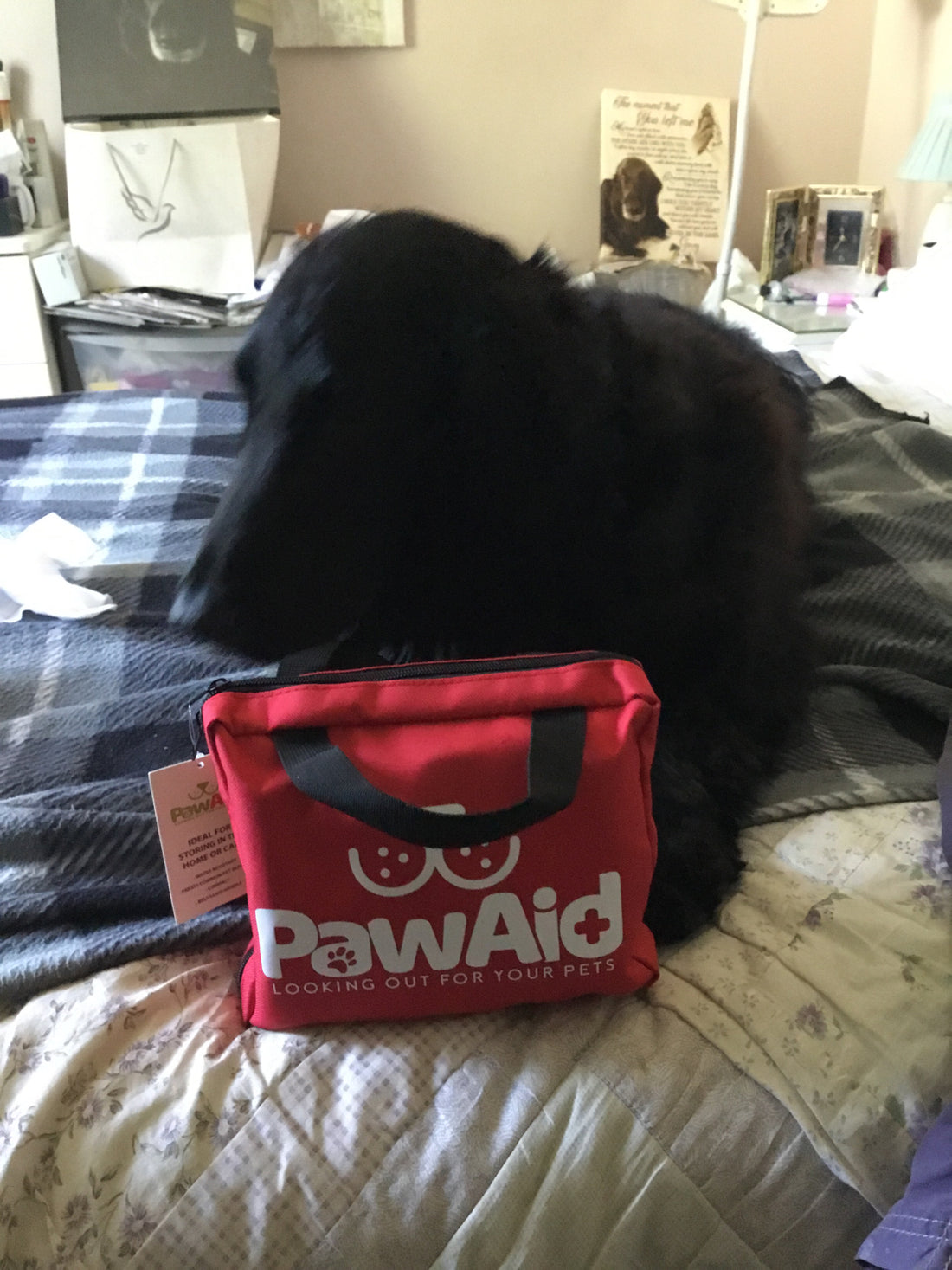 Veterans With Dogs