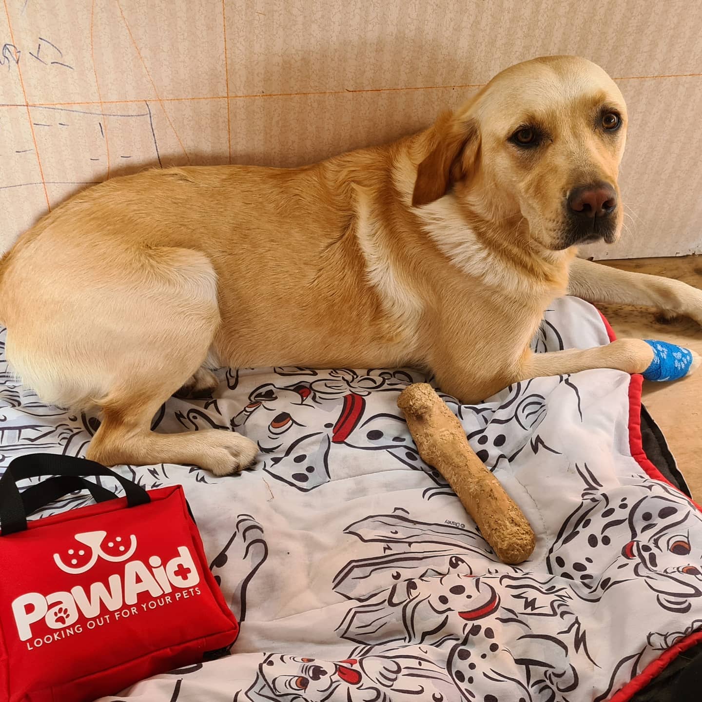 Vet-Approved Online Pet First Aid Course