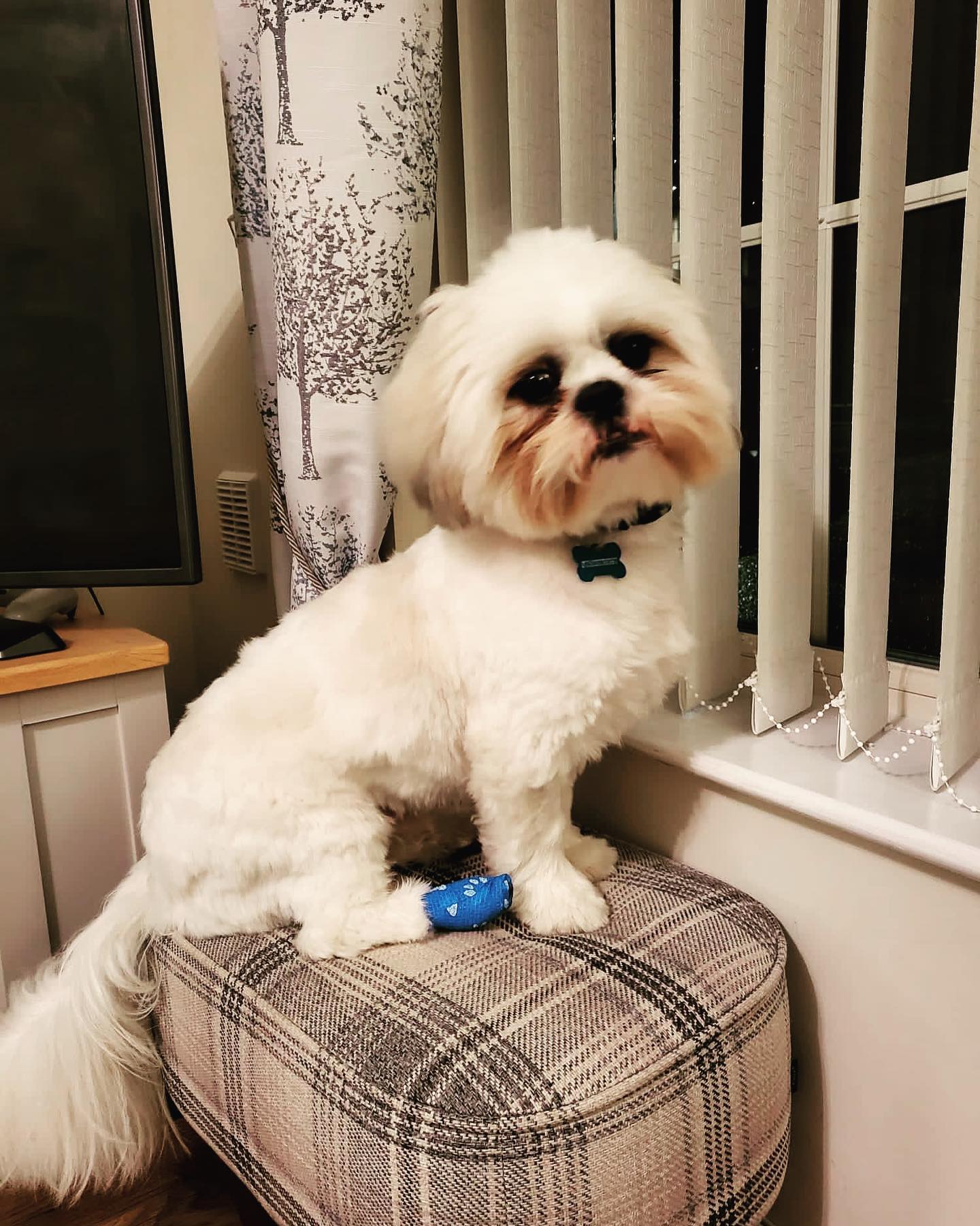 Vet-Approved Online Pet First Aid Course
