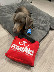 Vet-Approved Online Pet First Aid Course